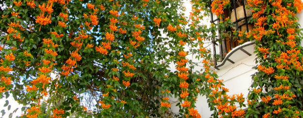 Orange Trumpet Creeper growing on a house